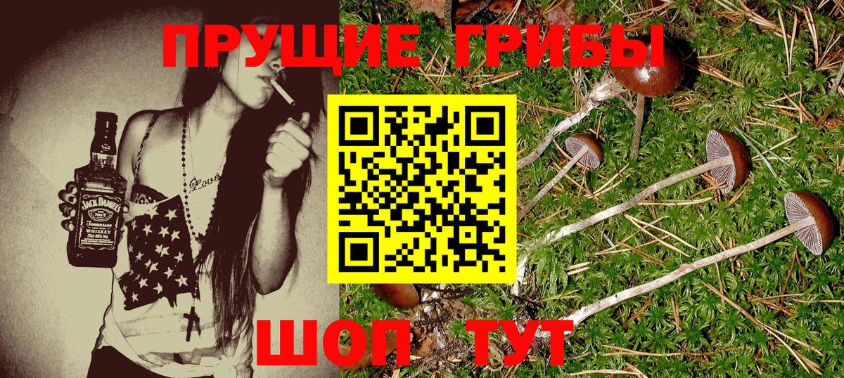 Псилоцибиновые грибы Cubensis Моздок