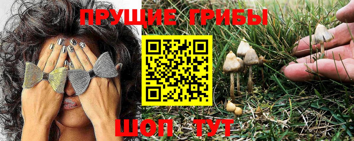 где купить   Вход с VPN  Псилоцибиновые грибы MAGIC MUSHROOMS  Моздок  Галлюциногенные грибы Magic Shrooms 